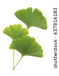 Ginkgo Leaves Isolated On White ...