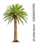 Green Beautiful Palm Tree...