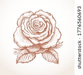 engraved english beautiful rose.... | Shutterstock .eps vector #1776560693