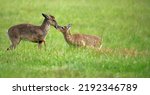 Two Deer Touching Their Noses.