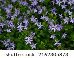 Small photo of Myrtle flowers, creeping myrtle. Blue flowers on a meadow soft focus, beautiful blurred background. Vinca minor, lesser periwinkle flowers