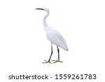 Poultry. Egret Isolated On A...
