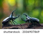  siamese rhinoceros beetle ...