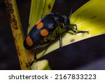 Side View Of A Blister Beetle...