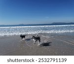 Black and tan kelpie dog Memie at the beach