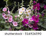 Hollyhocks In Mixed Colors ...