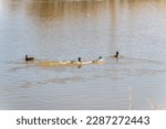 Small photo of A drake drives other drakes away from its duck