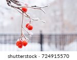 Snow Covered Bare Branch Of...
