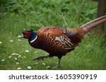 Colorful Pheasant Stepping...