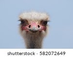Face Of An Ostrich Bird Up...