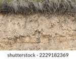 Small photo of Abrupt bank of a river showing layers of plants, soil, sand, clay and rocks. There are lots of swallows holes