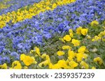 Small photo of Beautiful violet and yellow pansies in the spring garden. Vivid pansy flowers at the flowerbeds in ukrainian colors. Flower summer background. Spring time blossoming blue romantic pansies blooming