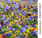 Multicolor pansy flowers or...