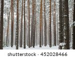 Snow covered pine tree trunks in pine forest as background. Winter forest. Snow falling from trees. Abstract striped pattern.