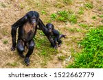 Mother Bonobo Walking Together...