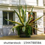 Small photo of big sentry plant with green and yellow leaves, Cultivated american aloe, popular tropical ornamental plant specie