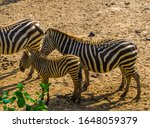 Grant's Zebra Foal With Its...