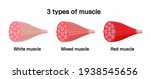 3 types of muscle   white ... | Shutterstock .eps vector #1938545656