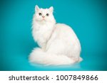 scottish straight longhair white cat