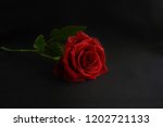 Red Rose Romance