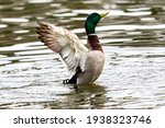 Duck With Open Wings On A Pond. ...