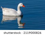 White feathered geese in a lake....