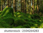 Small photo of Large rocks covered with a thick layer of fresh green moss in an old and untouched pine and fir forest in Sweden