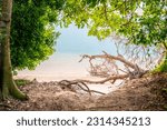 Small photo of Noosa River meet the ocean at the Spit framed in trees as a fallen tree rests in the ocean a magical place, Noosa dog beach