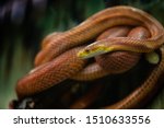 Elaphe Rat Snake Rusty Red...