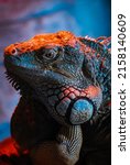 Nice Iguana Portrait Close Up...