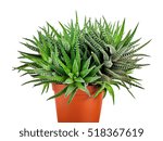 Succulent plant in flower pot isolated on white background, Haworthia Fasciata