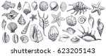 Seashells vector set. Hand drawn illustrations of engraved line. Collection of realistic sketches various mollusk sea shells different forms.
