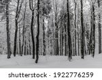 View of winter snowy forest