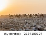 Small photo of Morning view of a camel caravan in Hamed Ela, Afar tribe settlement in the Danakil depression, Ethiopia. This caravan head to the salt mines.