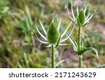 Green Prickly Plant Teasel In...