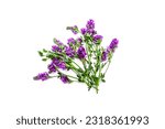 Small photo of Bouquet of alfalfa plants with flowers on a white background.Forage grass for pets.
