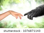 Human and fake monkey hand...