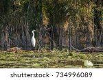 Great Egret In A Pond With...