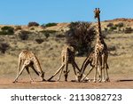 Small photo of Four giraffes at a waterhole in the Kgalagadi Transfrontier Park in South Africa. Note the awkward stance with the front legs spread wide, making them very vulnerable at that stage.