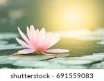 Beautiful Lotus Flower In Pond...