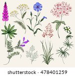 Collection Of Herbs And Flowers....
