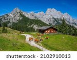 Idyllic mountain scenery in summer with cows in front of a wooden hut and the Reiter Steinberge in the background, Weissbach bei Lofer, Salzburg State, Austria, Europe