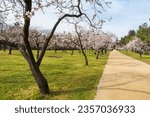 Small photo of Flowers in the foreground with garden in the background. Almond tree in pink and white blossom at Quinta de los Molinos, Madrid, Spain