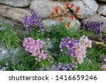 Small photo of Bunch of pink, purple, red and yellow Toad Flax flowers with stony background