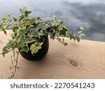 Potted plant of English Ivy leaves (Hedera helix) on top of a wooden table with greyish water in the background