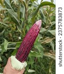 A stalk of red corn in the...