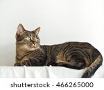 cat with white back 1 | Shutterstock . vector #466265000