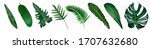 Small photo of More beautiful exotic tropical leaves, isolated leaf background