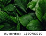 leaves of Spathiphyllum cannifolium, abstract green dark texture, nature background, tropical leaf