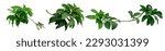 Small photo of Green leafy plant. Branches of leaves isolated on white background. Cutting path.